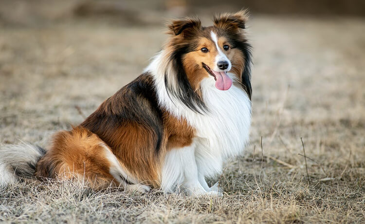 Shetland Sheepdog